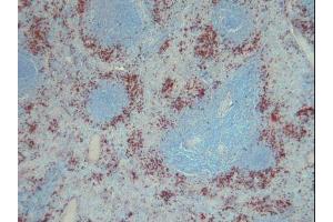 Image no. 3 for anti-S100 Calcium Binding Protein A9 (S100A9) antibody (ABIN379944) (S100A9 抗体)