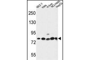 GPHN Antibody (Center) (ABIN653742 and ABIN2843044) western blot analysis in MCF-7,Hela,NCI-,HepG2 cell line and mouse liver tissue lysates (35 μg/lane). (Gephyrin 抗体  (AA 437-466))