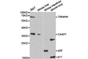 Western Blotting (WB) image for anti-Caspase 7, Apoptosis-Related Cysteine Peptidase (CASP7) antibody (ABIN1871469) (Caspase 7 抗体)