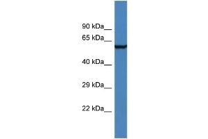 Western Blotting (WB) image for anti-Adhesion Molecule with Ig-Like Domain 2 (AMIGO2) (N-Term) antibody (ABIN2786380) (AMIGO2 抗体  (N-Term))