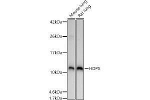 Western blot analysis of extracts of various cell lines, using HOPX antibody (ABIN7267782) at 1:1000 dilution. (HOPX 抗体  (AA 1-73))