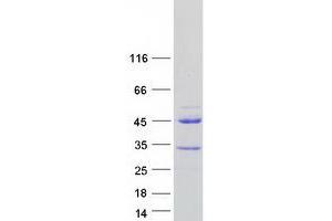 Validation with Western Blot (PRR20A Protein (Myc-DYKDDDDK Tag))
