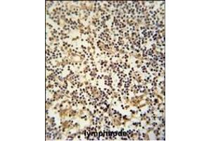 ML3 Antibody (C-term) (ABIN390676 and ABIN2840971) immunohistochemistry analysis in forlin fixed and paraffin embedded hun lymphnode followed by peroxidase conjugation of the secondary antibody and DAB staining. (MAML3 抗体  (C-Term))