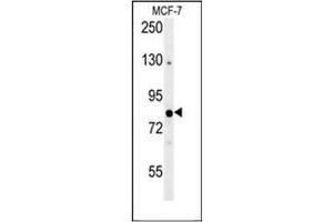 Western blot analysis of OXR1 Antibody (Center) in MCF-7 cell line lysates (35ug/lane). (OXR1 抗体  (Middle Region))