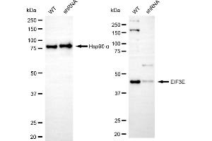 Western blotting analysis using EIF3E antibody (ABIN7798519). (Recombinant EIF3E 抗体)