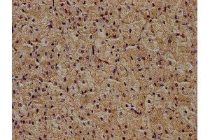IHC image of ABIN7174401 diluted at 1:400 and staining in paraffin-embedded human adrenal gland tissue performed on a Leica BondTM system. (ZRANB1 抗体  (AA 111-397))