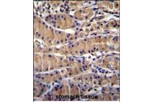 TEKT5 Antibody (Center) (ABIN655470 and ABIN2844996) immunohistochemistry analysis in formalin fixed and paraffin embedded human stomach tissue followed by peroxidase conjugation of the secondary antibody and DAB staining. (TEKT5 抗体  (AA 215-244))