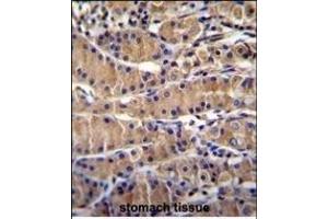 TEKT5 Antibody (Center) (ABIN655470 and ABIN2844996) immunohistochemistry analysis in formalin fixed and paraffin embedded human stomach tissue followed by peroxidase conjugation of the secondary antibody and DAB staining.