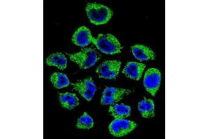 Confocal immunofluorescent analysis of COPE Antibody (C-term) (ABIN655276 and ABIN2844868) with  cell followed by Alexa Fluor 488-conjugated goat anti-rabbit lgG (green). (COPE 抗体  (C-Term))