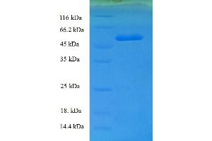 SDS-PAGE (SDS) image for General Transcription Factor IIB (GTF2B) (AA 1-316), (full length) protein (His-SUMO Tag) (ABIN5709623)