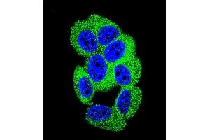 Confocal immunofluorescent analysis of PCDH20 Antibody (Center) (ABIN655602 and ABIN2845086) with MCF-7 cell followed by Alexa Fluor 488-conjugated goat anti-rabbit lgG (green). (PCDH20 抗体  (AA 445-472))