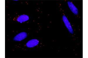 Proximity Ligation Assay (PLA) image for anti-Mitogen-Activated Protein Kinase Kinase Kinase 7 (MAP3K7) (AA 1-579) antibody (ABIN520689)