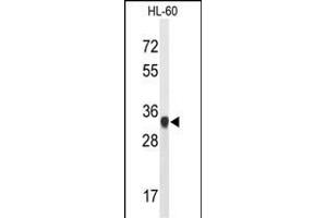 Western blot analysis of ATP5C1 Antibody (N-term) (ABIN653186 and ABIN2842739) in HL-60 cell line lysates (35 μg/lane). (ATP5C1 抗体  (N-Term))