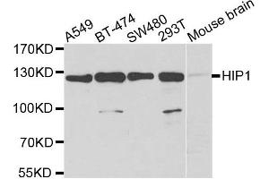 Western blot analysis of extracts of various cell lines, using HIP1 antibody. (HIP1 抗体)