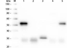 Western Blot of Anti-Rabbit IgG (H&L) (DONKEY) Antibody Peroxidase Conjugated . (驴 anti-兔 IgG (Heavy & Light Chain) Antibody (FITC) - Preadsorbed)