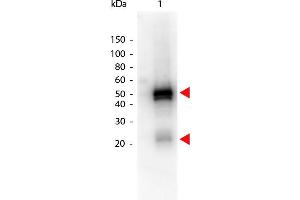 Western Blot of Peroxidase conjugated Donkey anti-Rabbit IgG antibody. (驴 anti-兔 IgG (Heavy & Light Chain) Antibody (HRP))