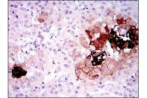 Immunohistochemistry (IHC) image for anti-Somatostatin (SST) (AA 1-116) antibody (ABIN1845358) (Somatostatin 抗体  (AA 1-116))