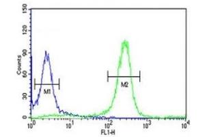 FYN antibody flow cytometric analysis of HeLa cells (right histogram) compared to a negative control (left histogram).