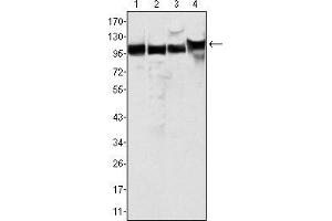 Western blot analysis using MSH2 mouse mAb against Hela (1), A549 (2), A431 (3) and HEK293 (4) cell lysate. (MSH2 抗体)