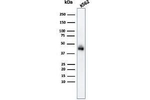 Western Blot Analysis of K562 cell lysate usingGlycophorin A Mouse Monoclonal Antibody (GYPA/280). (CD235a/GYPA 抗体)