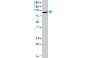 ELAC2 MaxPab polyclonal antibody. (ELAC2 抗体  (AA 1-826))