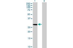 Western Blot analysis of GFOD2 expression in transfected 293T cell line by GFOD2 MaxPab polyclonal antibody. (GFOD2 抗体  (AA 1-280))