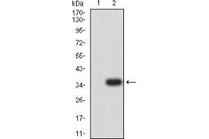Western blot analysis using GITR mAb against HEK293 (1) and GITR (AA: 184-241)-hIgGFc transfected HEK293 (2) cell lysate.