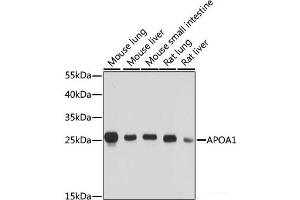Western blot analysis of extracts of various cell lines using APOA1 Polyclonal Antibody at dilution of 1:1000. (APOA1 抗体)