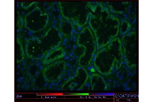 Image no. 1 for anti-K-Cadherin (CDH6) antibody (ABIN335402) (CDH6 抗体)