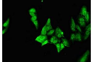 Immunofluorescent analysis of Hela cells using ABIN7161282 at dilution of 1:100 and Alexa Fluor 488-congugated AffiniPure Goat Anti-Rabbit IgG(H+L) (NEUROD1 抗体  (AA 154-356))