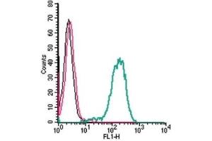 Cell surface detection of Frizzled-1 by indirect flow cytometry in live intact human THP-1 monocytic leukemia cells: (black line) Cells. (FZD1 抗体  (Extracellular))