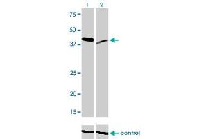 Western blot analysis of RAD23A over-expressed 293 cell line, cotransfected with RAD23A Validated Chimera RNAi (Lane 2) or non-transfected control (Lane 1). (RAD23A 抗体  (AA 151-250))