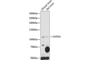 Western blot analysis of extracts of various cell lines, using CNTN3 antibody (ABIN7266494) at 1:1000 dilution. (CNTN3 抗体  (AA 20-110))
