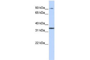 WB Suggested Anti-ZFP90 Antibody Titration: 0. (ZNF90 抗体  (Middle Region))