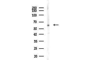 Western blot analysis of lysates from Rat liver, using UG Antibody at 1/1000 dilution.