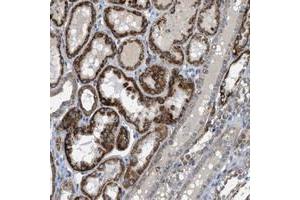 Immunohistochemical staining of human kidney with BTN3A1 polyclonal antibody  shows strong cytoplasmic positivity in a granular pattern in renal tubules at 1:20-1:50 dilution. (BTN3A1 抗体)