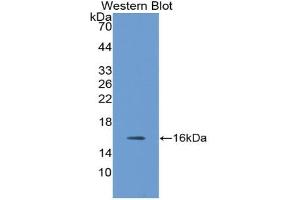 Detection of Recombinant NRN1, Human using Polyclonal Antibody to Neuritin 1 (NRN1) (NRN1 抗体  (AA 28-142))