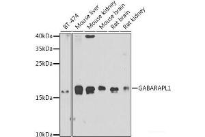 Western blot analysis of extracts of various cell lines using GABARAPL1 Polyclonal Antibody at dilution of 1:1000. (GABARAPL1 抗体)
