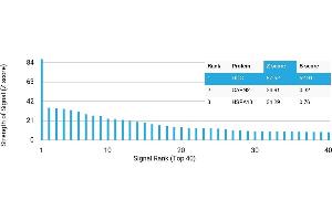 Protein Array (PAr) image for anti-Dopa Decarboxylase (Aromatic L-Amino Acid Decarboxylase) (DDC) antibody (ABIN7456138) (DDC 抗体)
