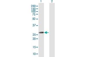 Western Blot analysis of GLUD2 expression in transfected 293T cell line by GLUD2 MaxPab polyclonal antibody. (GLUD2 抗体  (AA 1-264))