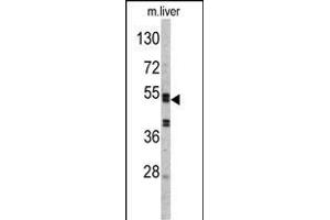 Western blot analysis of SERPINC1 Antibody (C-term) (ABIN390671 and ABIN2840966) in mouse liver tissue lysates (35 μg/lane). (SERPINC1 抗体  (C-Term))