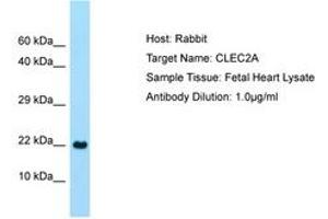 Image no. 1 for anti-C-Type Lectin Domain Family 2, Member A (CLEC2A) (C-Term) antibody (ABIN6750091) (CLEC2A 抗体  (C-Term))