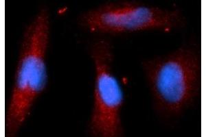 Immunofluorescence (IF) image for anti-Stromal Cell Derived Factor 2 (SDF2) (AA 19-211) antibody (PE) (ABIN5566163) (SDF2 抗体  (AA 19-211) (PE))
