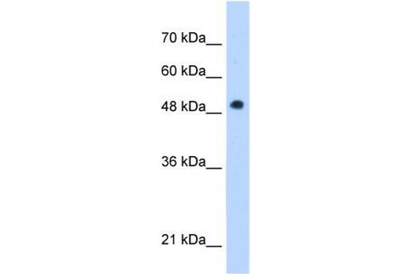 PNPLA3 抗体  (C-Term)