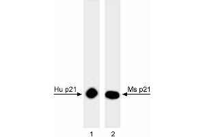 Western blot analysis of p21 in human and mouse cell lines. (p21 抗体)
