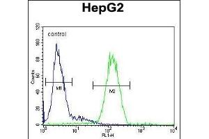 SERPINH1 Antibody (Center) (ABIN391548 and ABIN2841497) flow cytometric analysis of HepG2 cells (right histogram) compared to a negative control cell (left histogram). (SERPINH1 抗体  (AA 169-196))