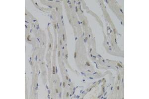 Immunohistochemistry of paraffin-embedded mouse heart using NASP Antibody (ABIN5975448) at dilution of 1/100 (40x lens). (NASP 抗体)