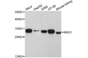 Western blot analysis of extracts of various cell lines, using NQO1 antibody. (NQO1 抗体  (AA 1-274))
