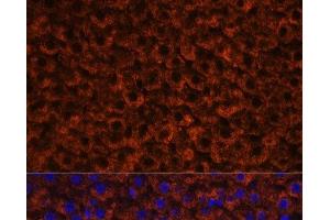 Immunofluorescence analysis of Rat liver using Factor IX / F9 Polyclonal Antibody at dilution of 1:100 (40x lens). (Coagulation Factor IX 抗体)