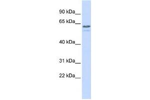 Western Blotting (WB) image for anti-Tripartite Motif Containing 6 (TRIM6) antibody (ABIN2458105) (TRIM6 抗体)